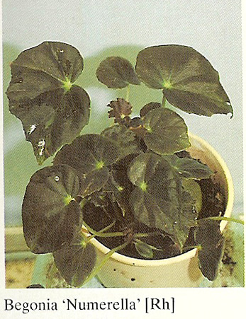 B. ‘Numeralla’